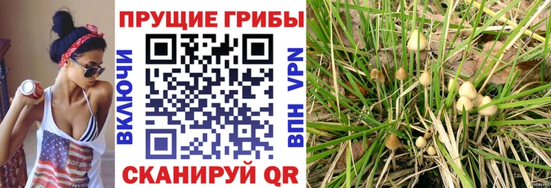 Псилоцибиновые грибы прущие грибы  мега вход  Зеленогорск 