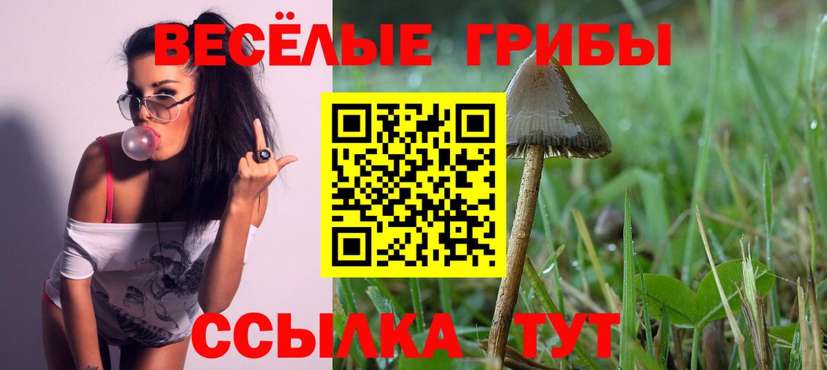 Псилоцибиновые грибы Psilocybine cubensis Зеленогорск